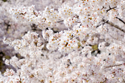 Upcoming Event: BLOOM